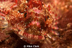 Business end of a scorpion fish by Mike Clark 